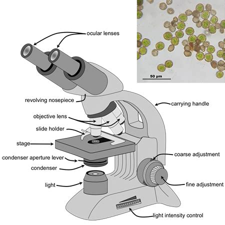 define magnification in microscope|Microscopy: Intro to microscopes & how they work .